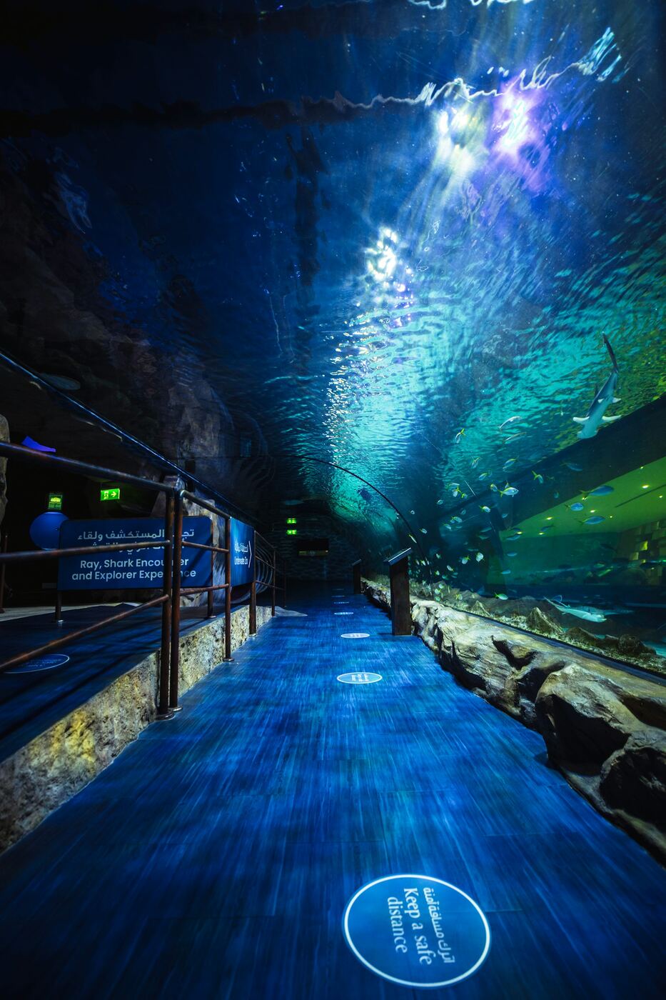 Túnel de tiburones en un acuario, la atracción estrella de Aquarium Lanzarote