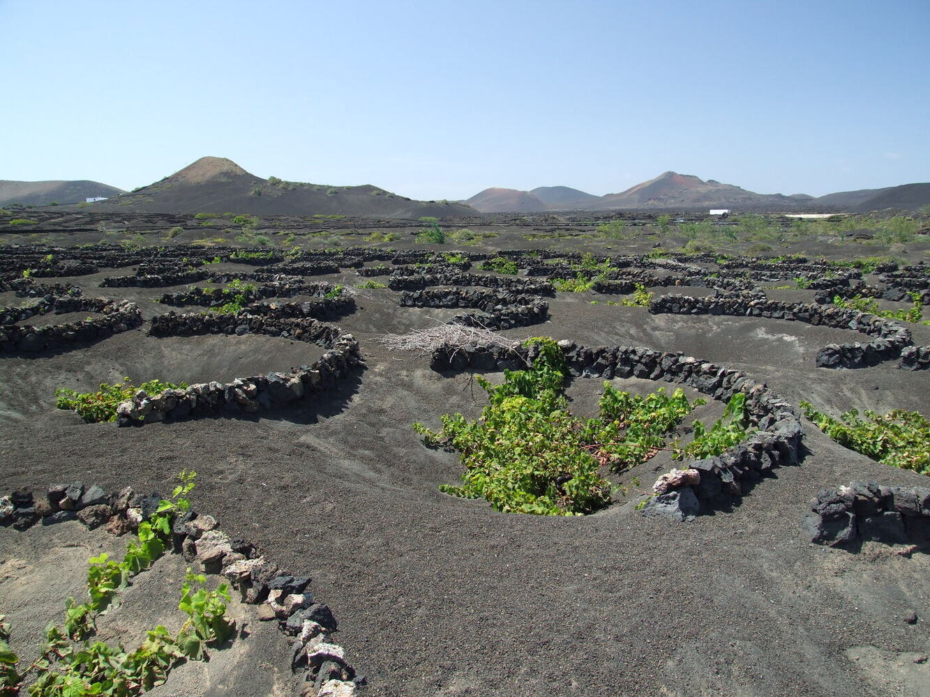 Viñedos de La Geria con vides en hoyos de ceniza volcánica, Lanzarote