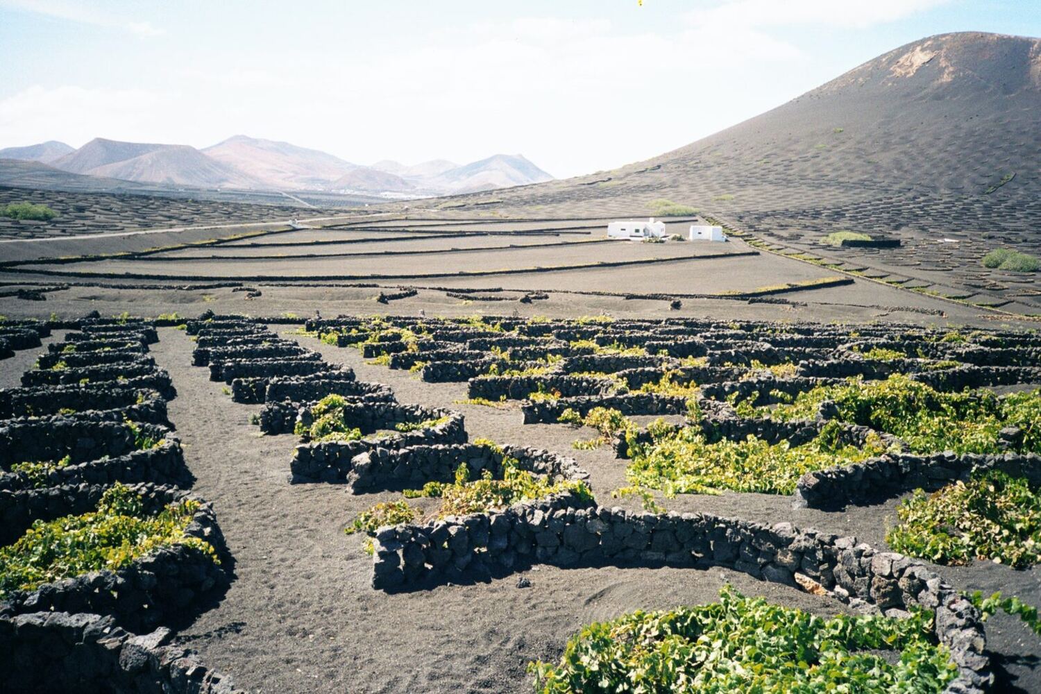 Cyclist on the LZ-30 through La Geria's volcanic vineyards