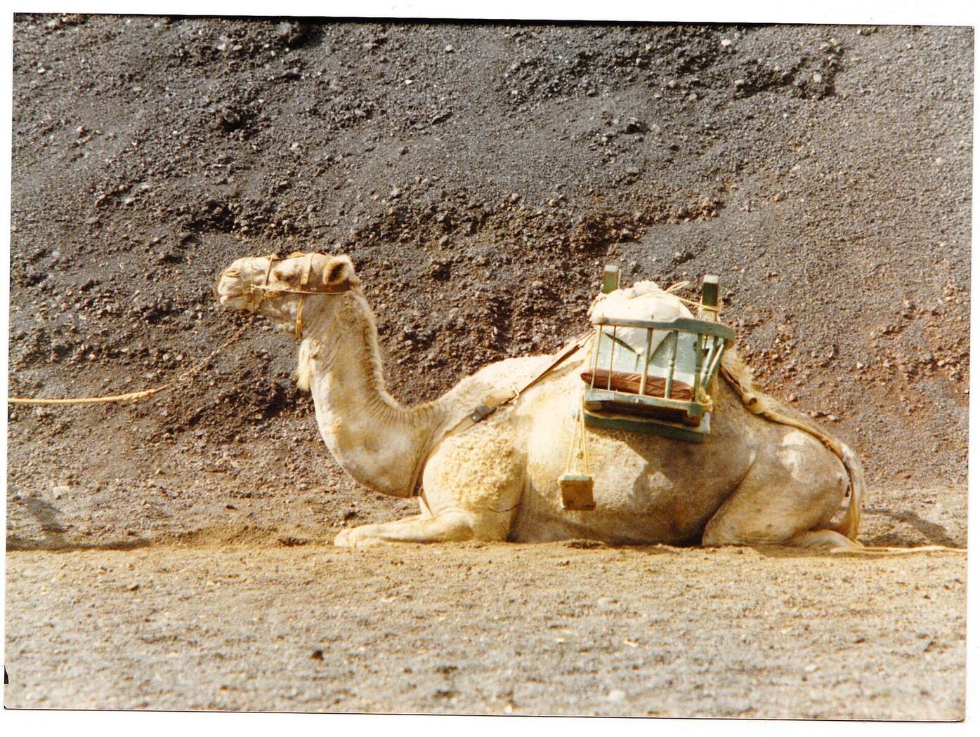Caravane de dromadaires à l'Echadero de los Camellos, Timanfaya, Lanzarote