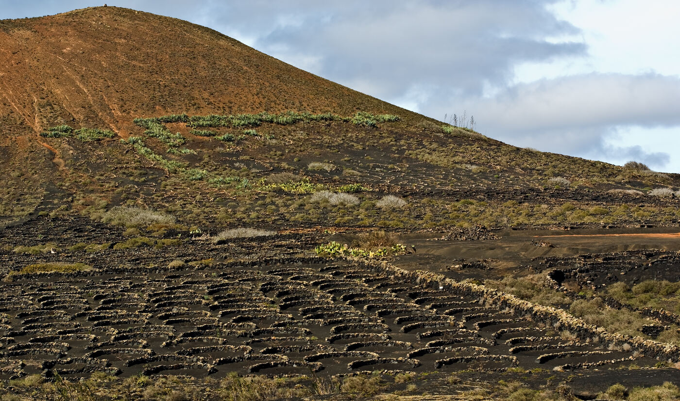 Viñas de Malvasía Volcánica en suelo de ceniza volcánica en La Geria, Lanzarote