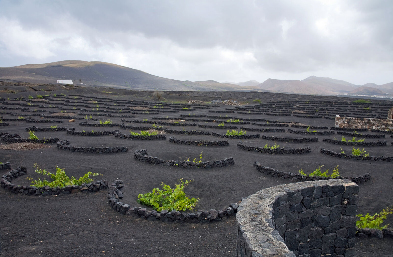 Viñedos de ceniza volcánica negra de La Geria con vides en hoyos rodeados de muros de piedra, Lanzarote