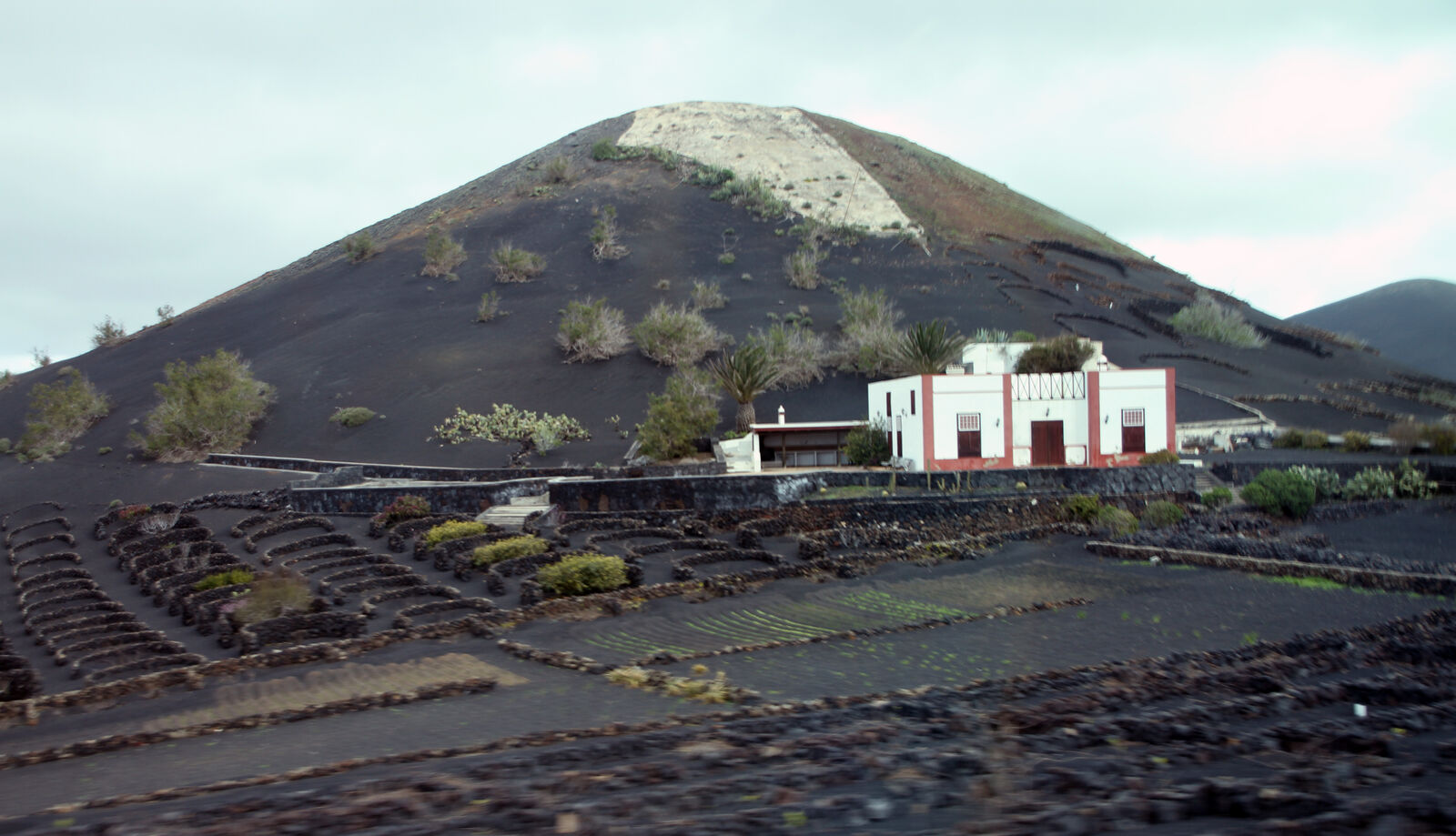 Hoyos de viñedo en ceniza volcánica en el paisaje protegido de La Geria, Lanzarote