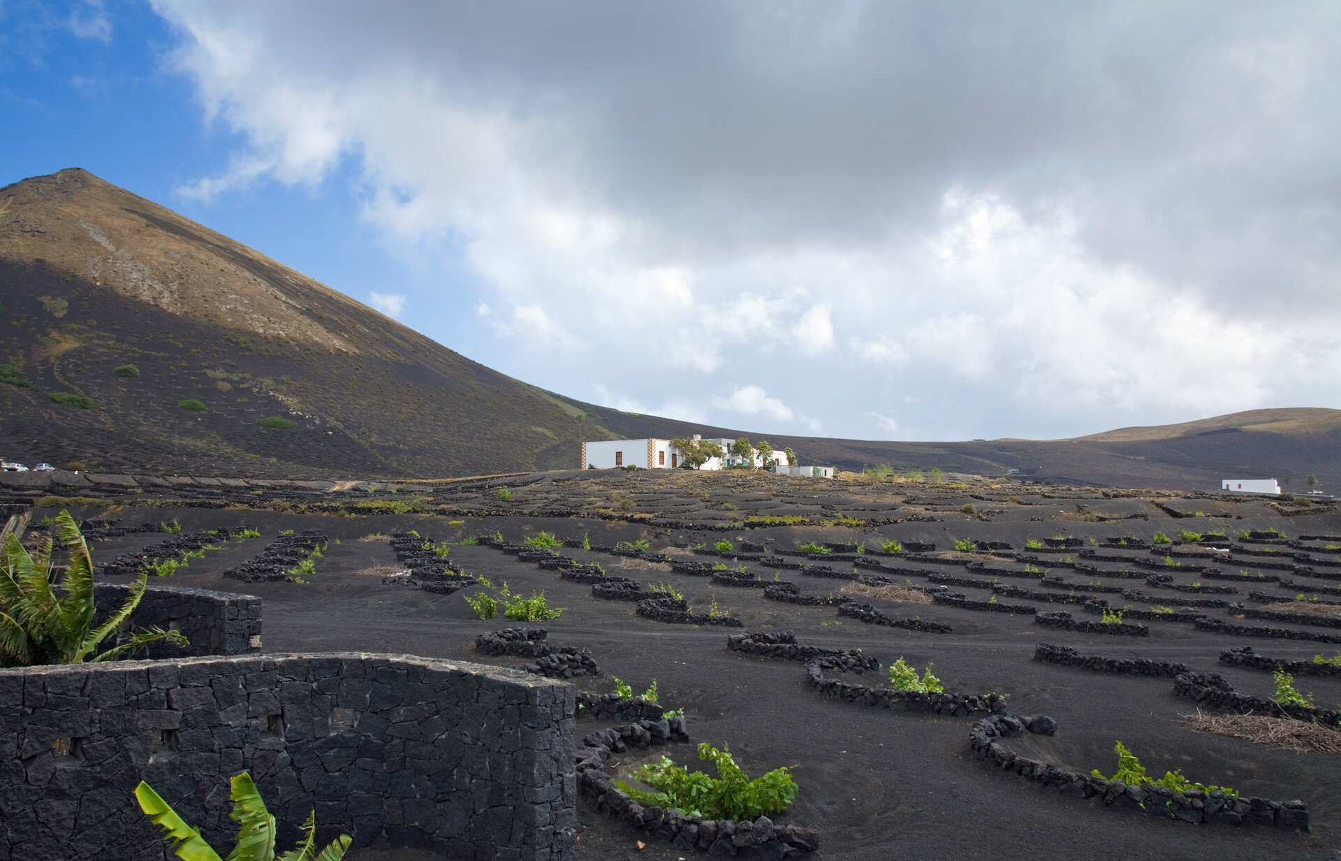 La Geria vineyards in their volcanic ash zocos, with bodegas in the distance