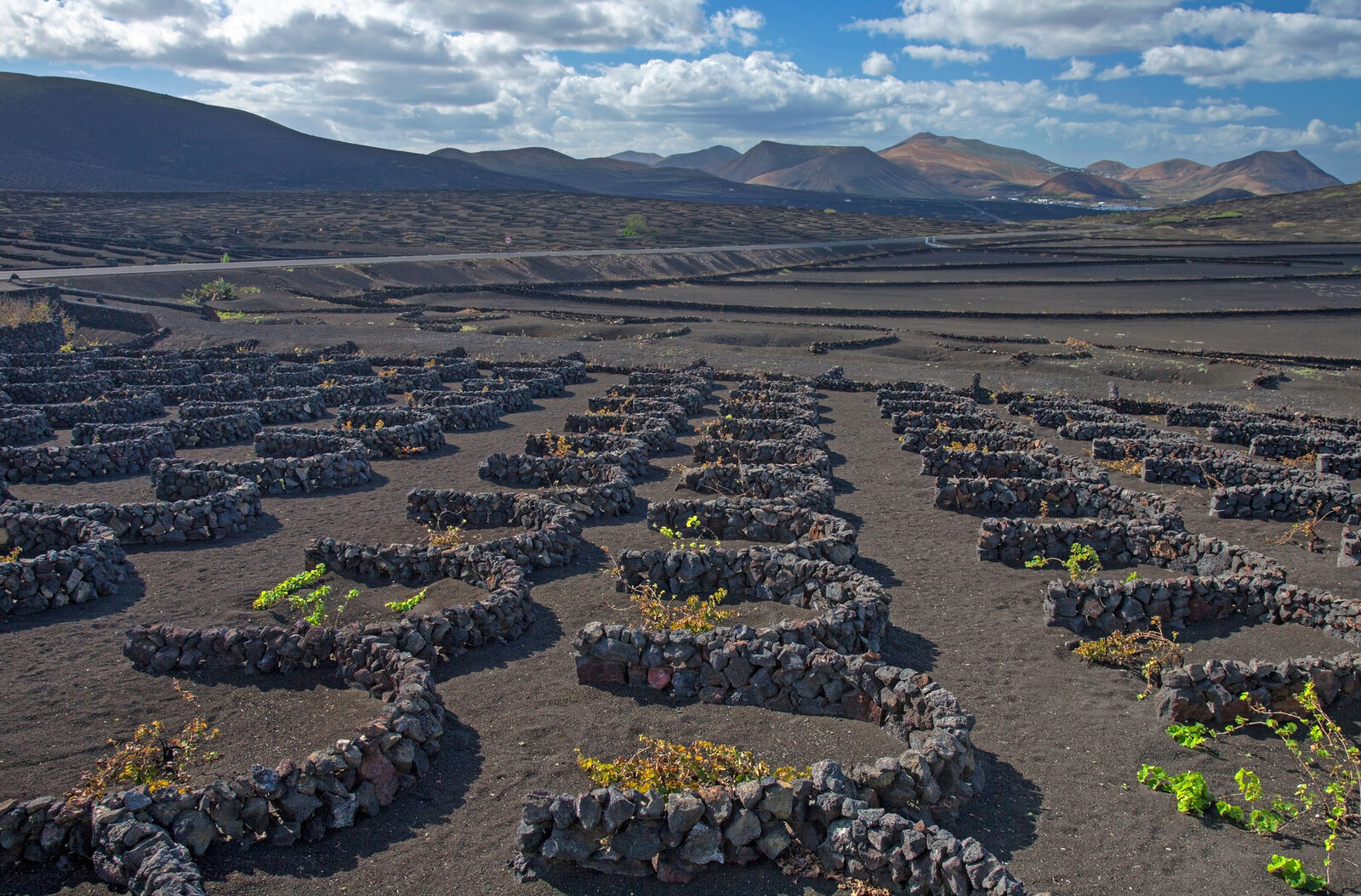 Primer plano de una viña creciendo en un hoyo de ceniza volcánica rodeada por un muro semicircular de piedra en La Geria, Lanzarote