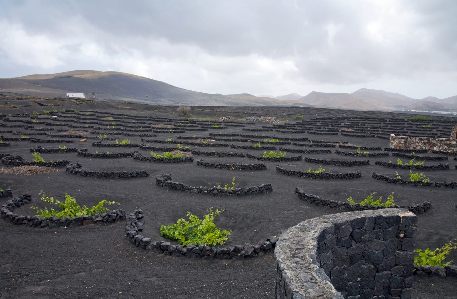 La région viticole de La Geria à Lanzarote, avec des vignes de malvasía plantées dans des trous individuels creusés dans le lapilli volcanique noir