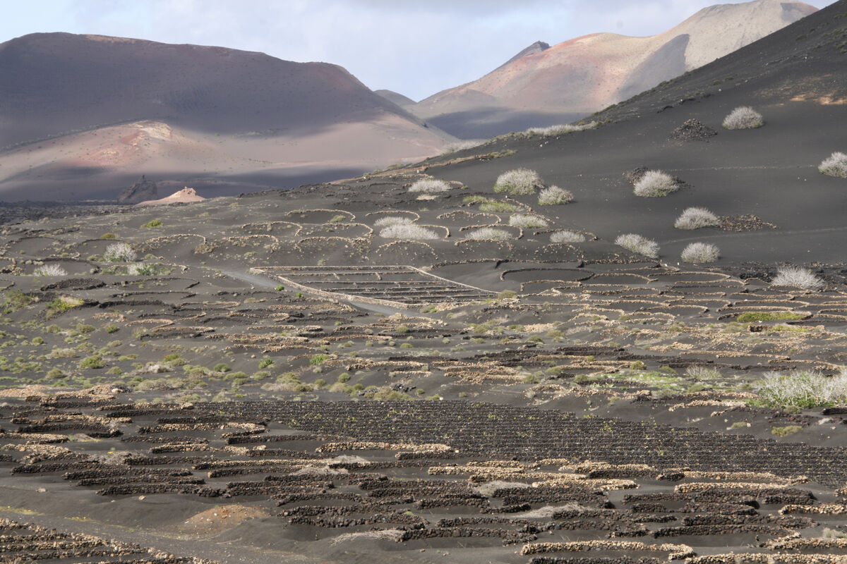 VTT à travers les vignobles volcaniques de La Geria à Lanzarote