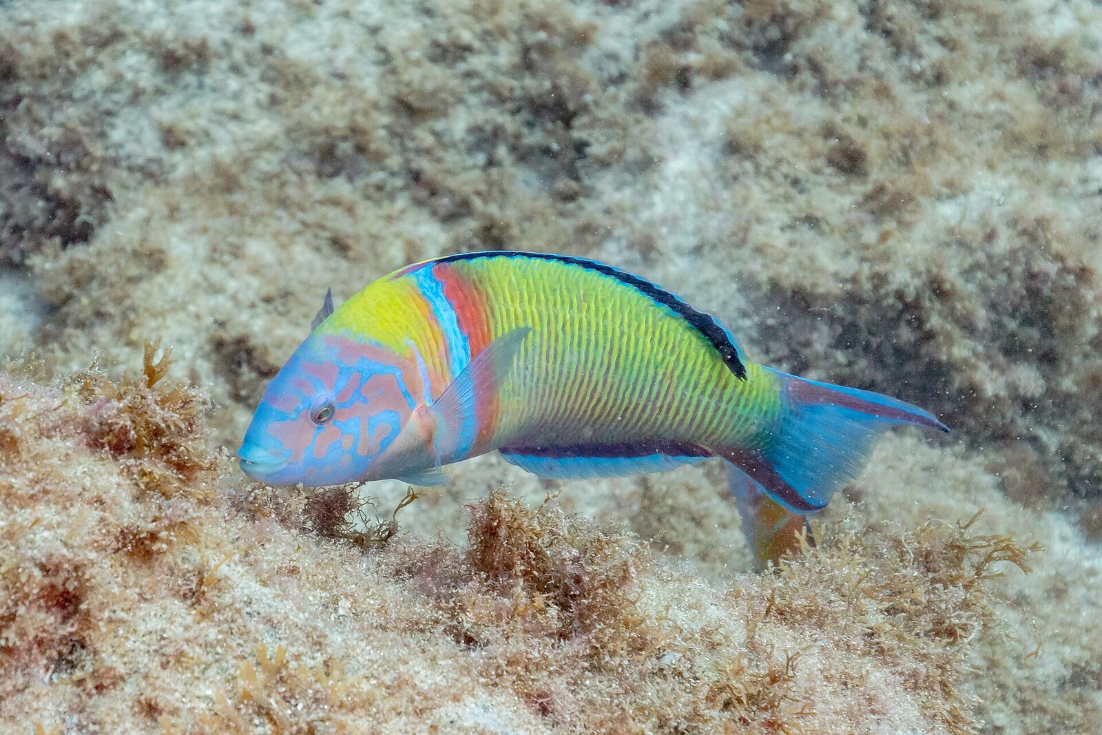 Un pez verde (Thalassoma pavo) en un arrecife volcánico de Canarias, una imagen habitual al hacer snorkel en Lanzarote