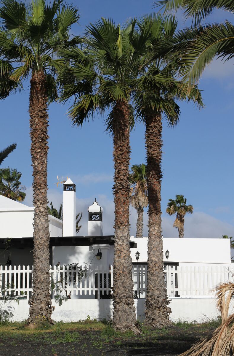 Hohe Palmen entlang der Strandpromenade von Costa Teguise an einem heißen Sommermorgen, Lanzarote